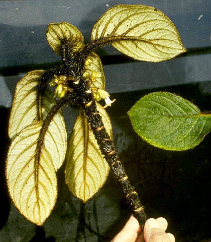 Cyrtandra paliku