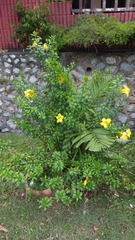 Allamanda cathartica