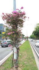 Allamanda cathartica