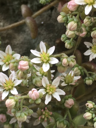 thick-leaved stonecrop
