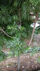 Allamanda cathartica