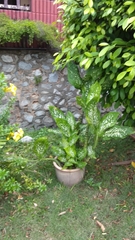 Allamanda cathartica