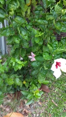 Allamanda cathartica