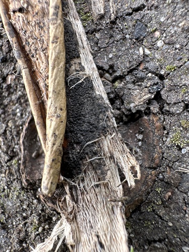 Camarosporidiella elongata observed 2024-04-24