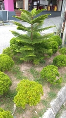 Allamanda cathartica