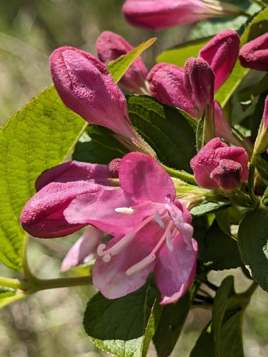 Foto de Weigela florida