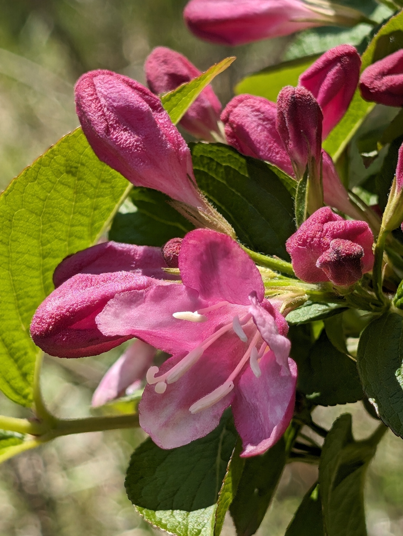 Imagem de Weigela florida
