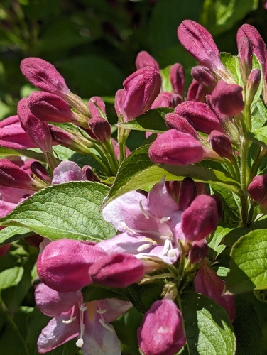 Foto de Weigela florida