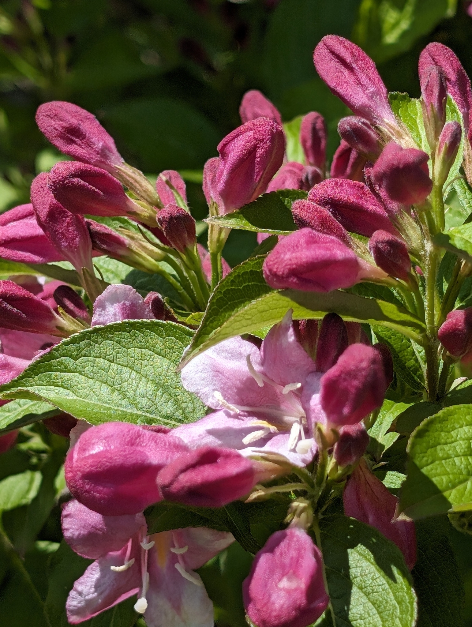 Imagem de Weigela florida