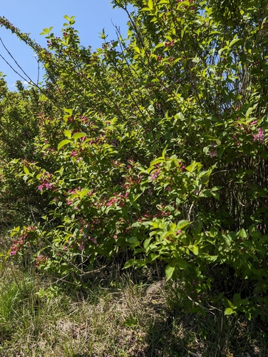 Foto de Weigela florida