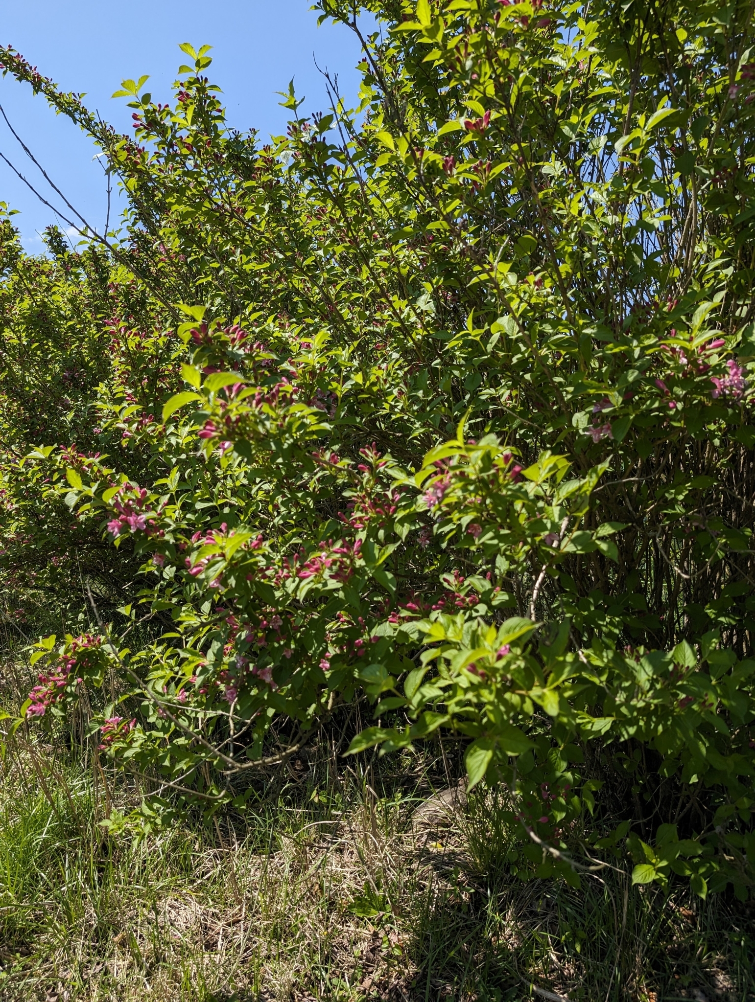 Imagem de Weigela florida