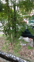 Allamanda cathartica