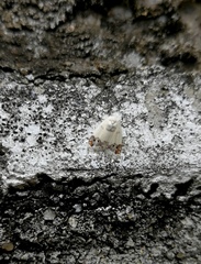 Neoduma kuangtungensis