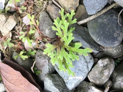 Selaginella repanda