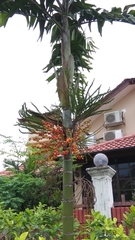 Allamanda cathartica