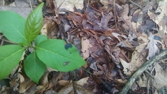 Pyromorpha dimidiata