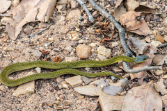 Forest Night Adder photo 5