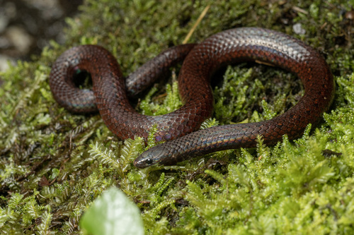 Photo of a Golden-bellied Reed Snake (Macrocalamus emas)