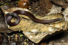 Golden-Bellied Reed Snake photo 3
