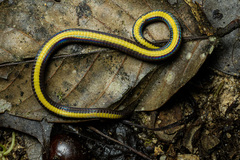 Golden-Bellied Reed Snake photo 1