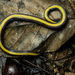 Macrocalamus emas - Photo (c) muangpaisuetrong,  זכויות יוצרים חלקיות (CC BY-NC)