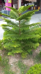 Allamanda cathartica