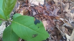 Pyromorpha dimidiata