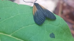 Pyromorpha dimidiata