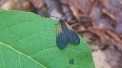 Pyromorpha dimidiata