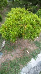 Allamanda cathartica