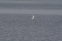 Sternula antillarum browni