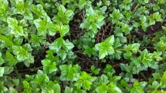 Allamanda cathartica