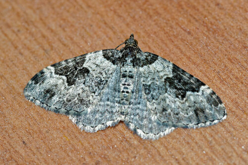 Xanthorhoe fluctuata