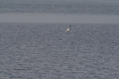 Sternula antillarum browni