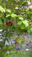 Allamanda cathartica