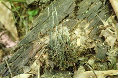 Xylaria liquidambar