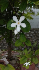 Allamanda cathartica