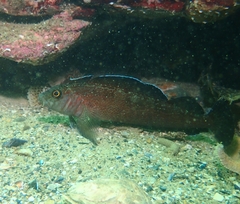 Striped Triplefin photo 3