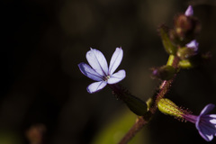 Plumbago caerulea