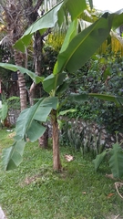 Allamanda cathartica