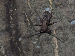 Pterolophia annulata