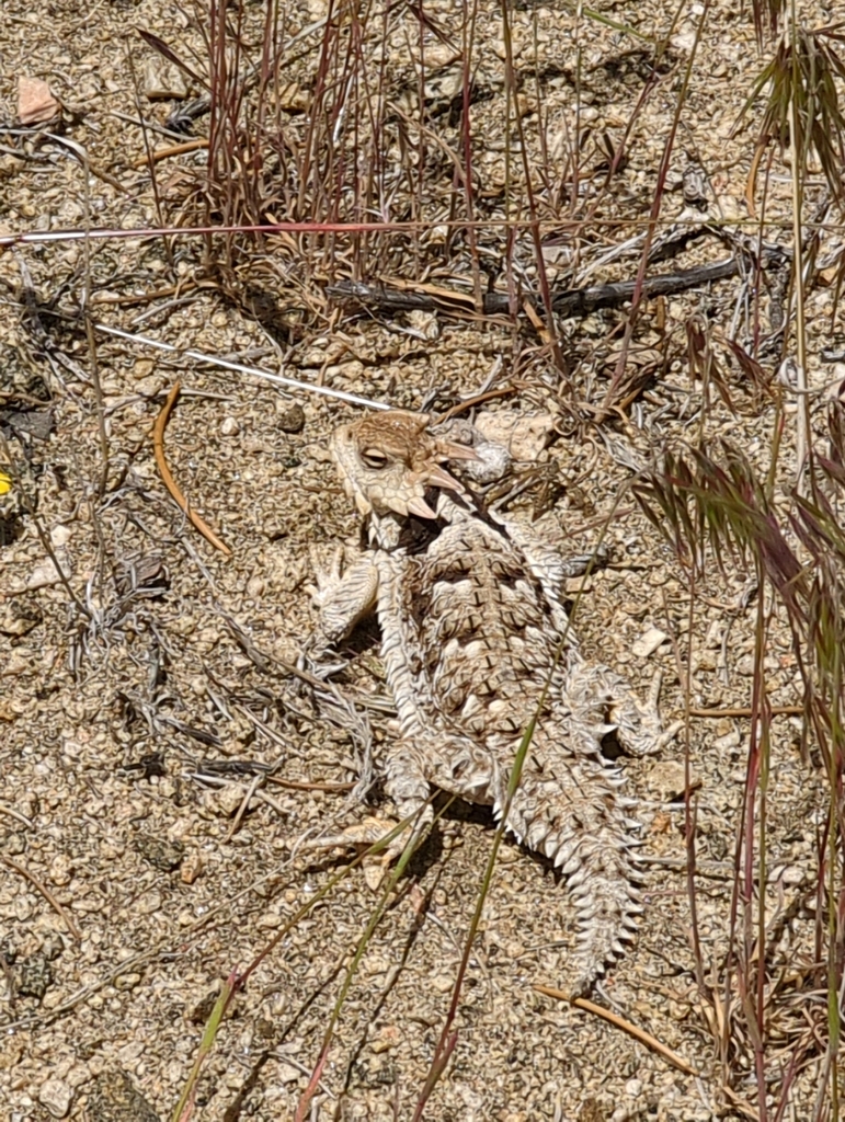 April Lizard Blainville's Horned Lizard in April 2024 by sydneyfbarnes · iNaturalist