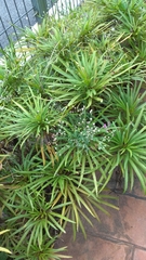 Allamanda cathartica