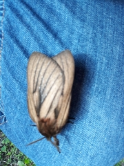 Eudyaria venata