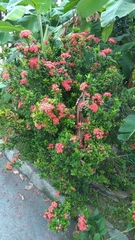 Allamanda cathartica