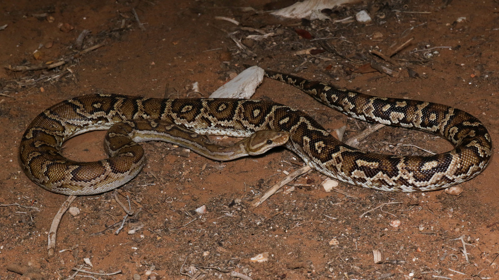 Anchieta's Dwarf Python from Khorixas, Namibia on April 2, 2024 at 12: ...
