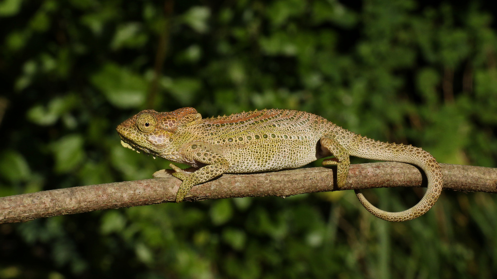 Knysna Dwarf Chameleon from Campher's Drift, George, 6529, Sydafrika on ...