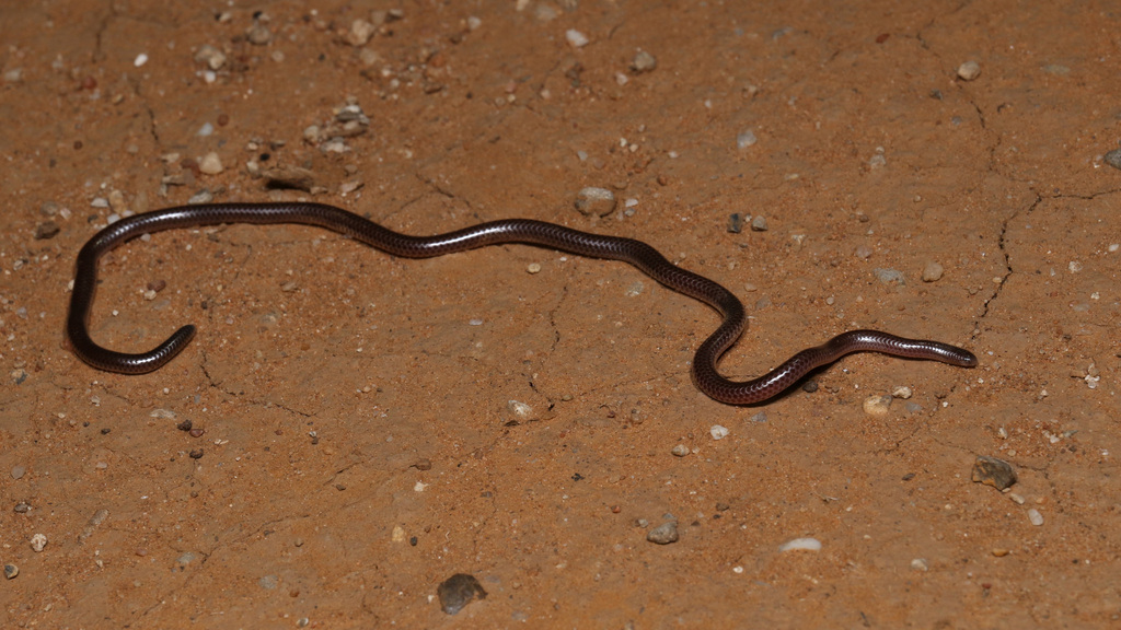 Damara Thread Snake