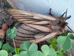 Eudyaria venata