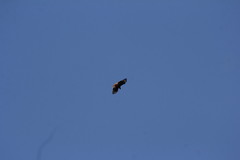 Buteo jamaicensis fumosus